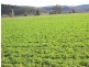 960 Baerami Creek Road, Baerami NSW 2333