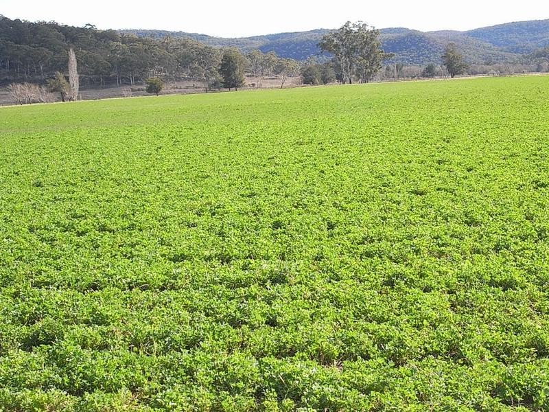 960 Baerami Creek Road, Baerami NSW 2333
