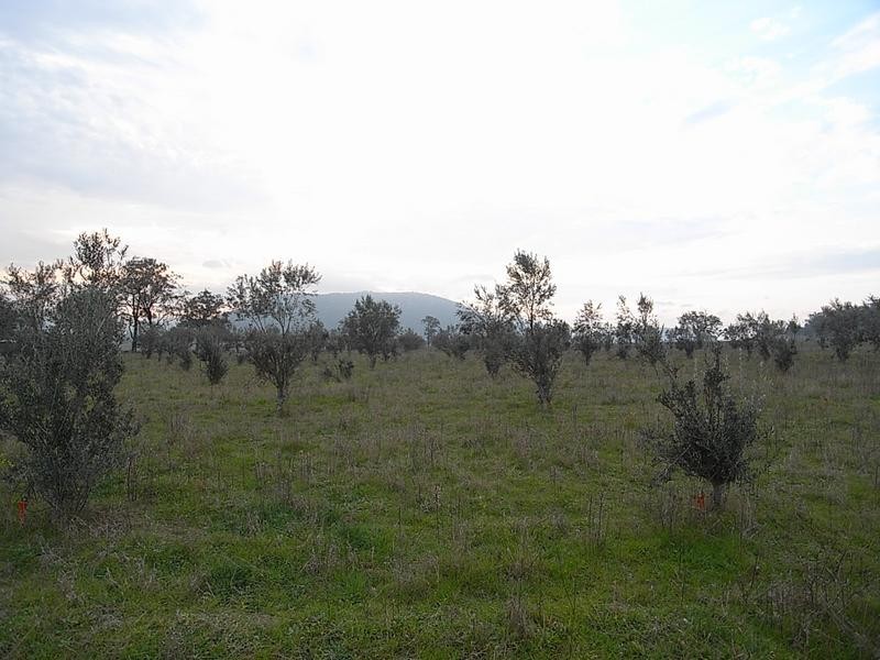 838 Ridgeland Road, Wybong NSW 2333