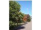 9 Mussel Street, Muswellbrook NSW 2333