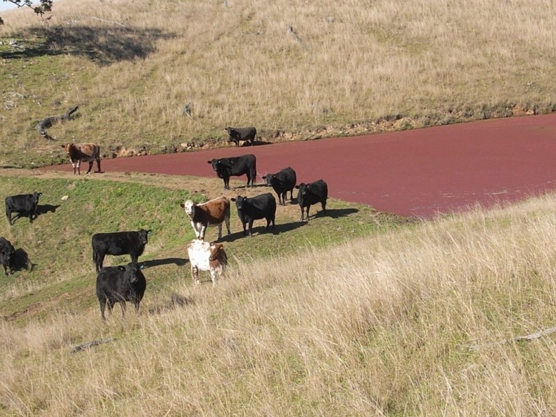 553 Falbrook Road, Greenlands NSW 2330