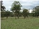 Grasstree R.O.W. Muscle Creek, Muswellbrook NSW 2333
