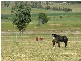 1395 Merriwa Road, Denman NSW 2328