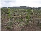 Richmond Grove Road, Sandy Hollow NSW 2333