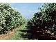 Denman Road, Muswellbrook NSW 2333