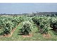 Denman Road, Muswellbrook NSW 2333
