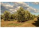 Denman Road, Muswellbrook NSW 2333