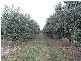 Denman Road, Muswellbrook NSW 2333