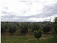 Denman Road, Muswellbrook NSW 2333