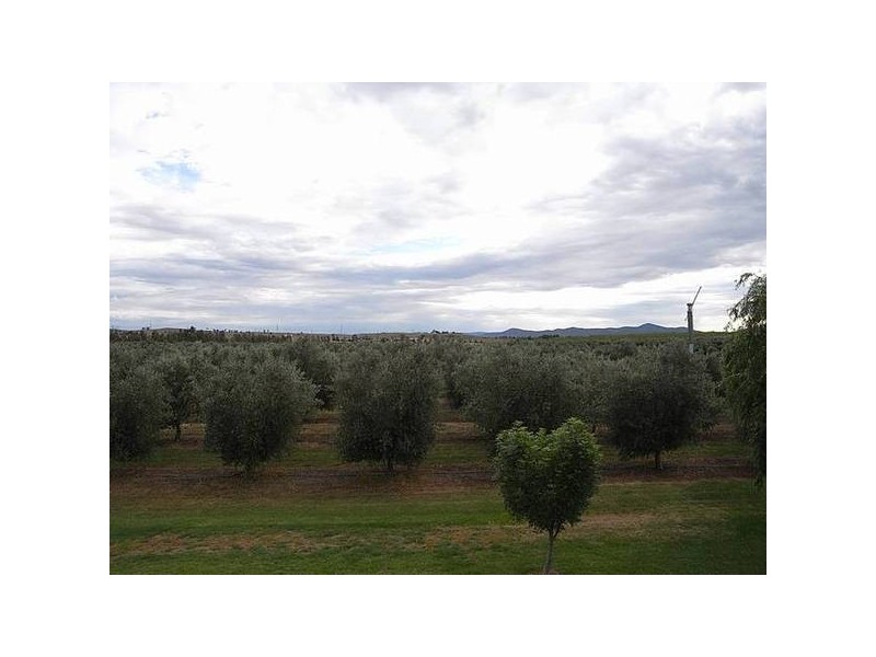 Denman Road, Muswellbrook NSW 2333
