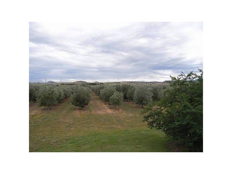 Denman Road, Muswellbrook NSW 2333