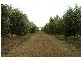 Denman Road, Muswellbrook NSW 2333