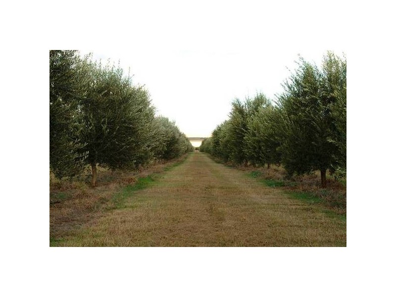 Denman Road, Muswellbrook NSW 2333