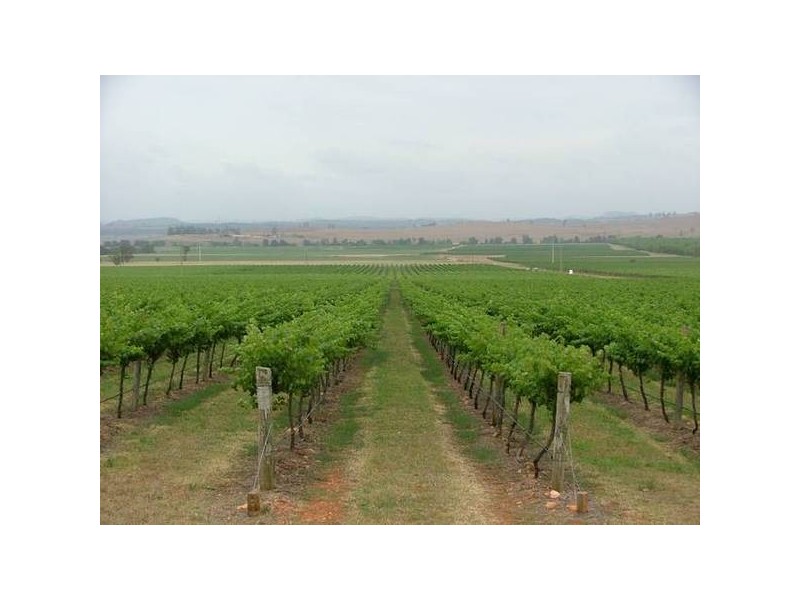 Denman Rd, Muswellbrook NSW 2333