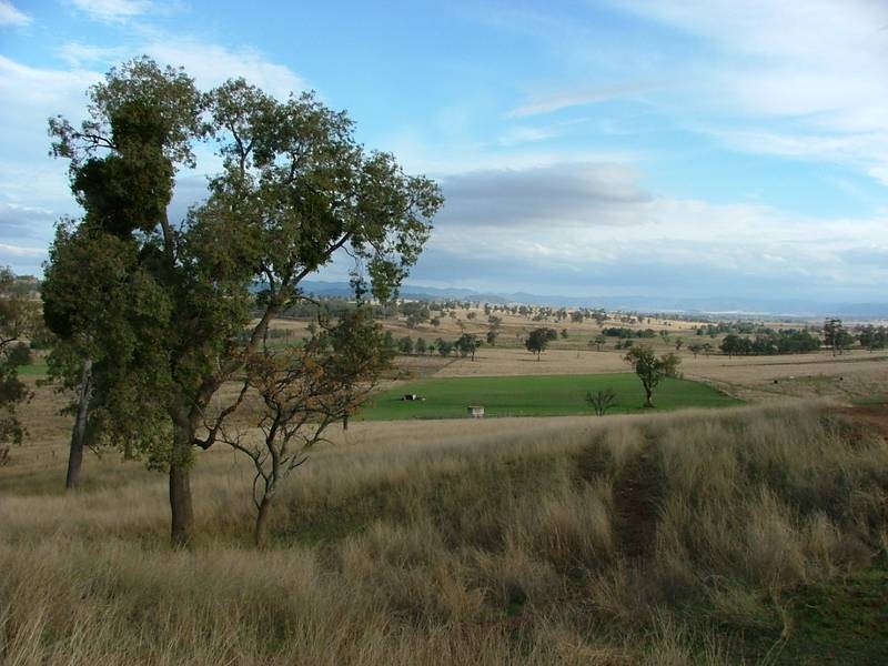 1669 Wybong Rd, Muswellbrook NSW 2333