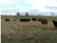 1669 Wybong Rd, Muswellbrook NSW 2333