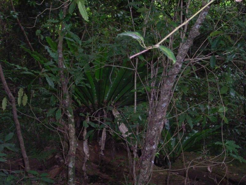 209 Billen Road, Georgica NSW 2480