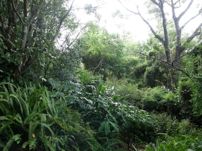 177 Rose Road, Tuntable Creek NSW 2480