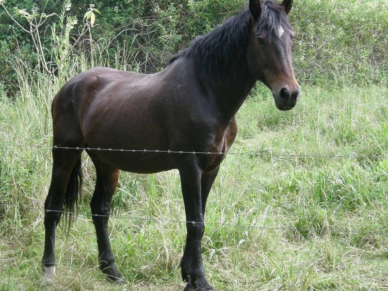 177 Rose Road, Tuntable Creek NSW 2480