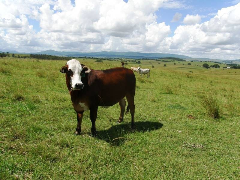 Lot 270 Upper Strathden Road, Stratheden NSW 2470