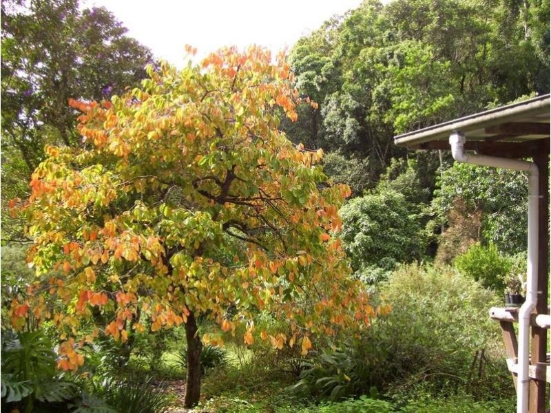 The Channon NSW 2480