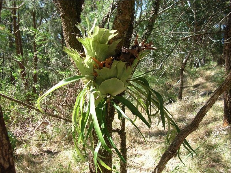 Lot 56 Boorabee Mountain Retreat Estate, Boorabee Park NSW 2480