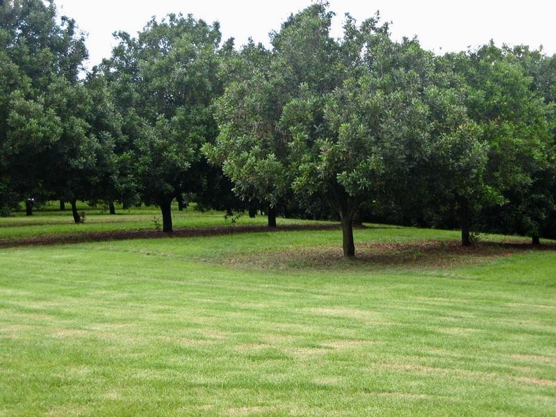 49 Munro Road, Dunoon NSW 2480