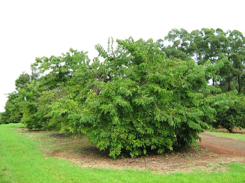 57 Ashlin Road, Whian Whian NSW 2480