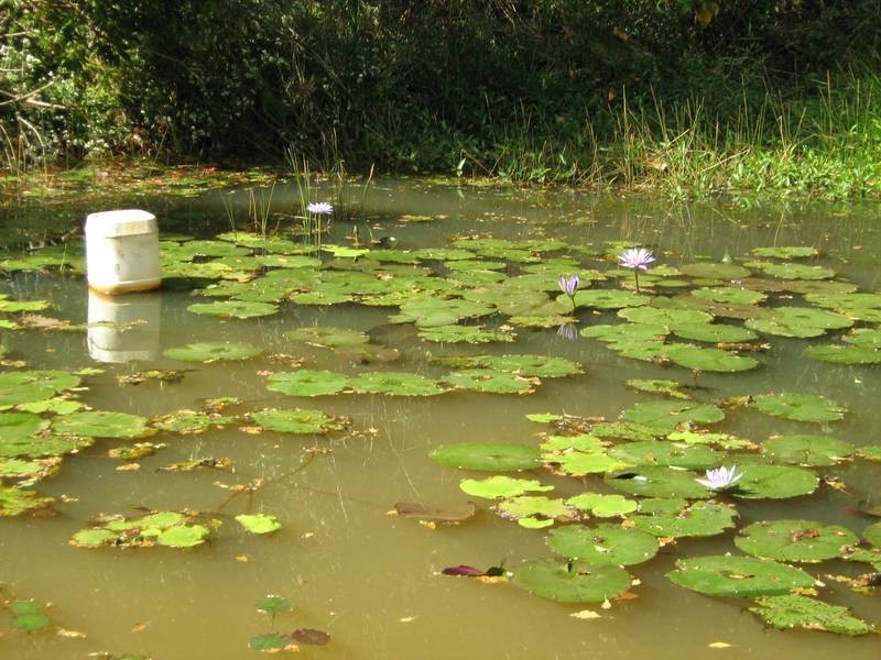 57 Ashlin Road, Whian Whian NSW 2480