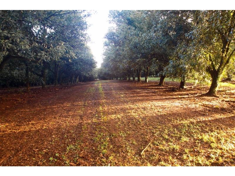 Lot 1, 109 The Channon Road, Dunoon NSW 2480