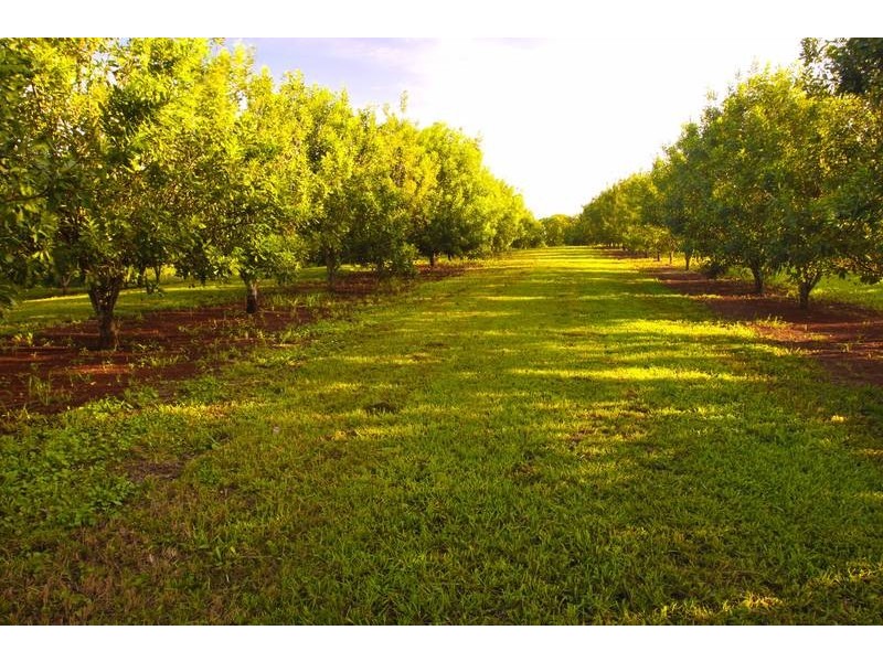 Lot 1, 109 The Channon Road, Dunoon NSW 2480