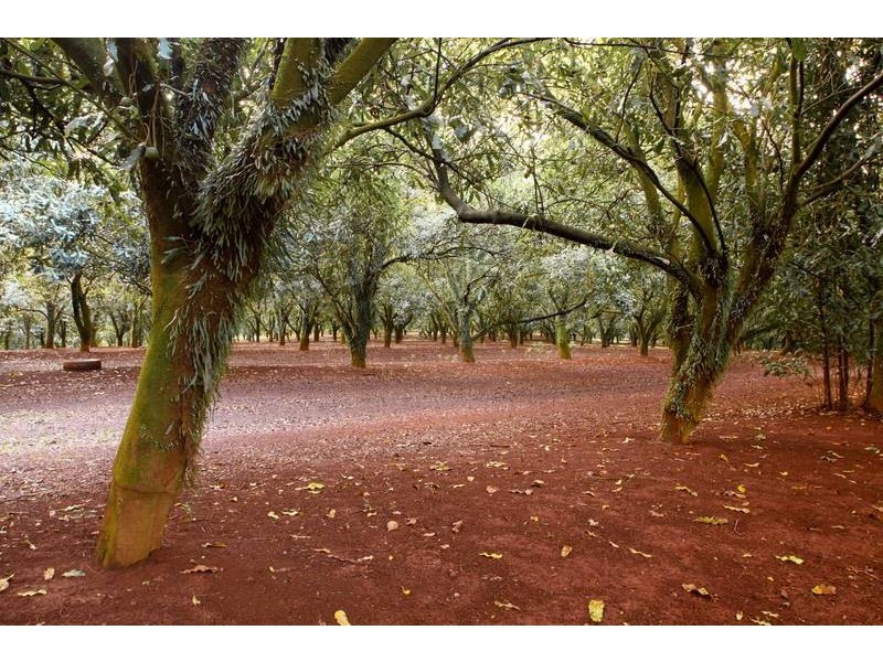 Lot 1, 109 The Channon Road, Dunoon NSW 2480