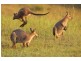517 PINCHIN ROAD, Goolmangar NSW 2480