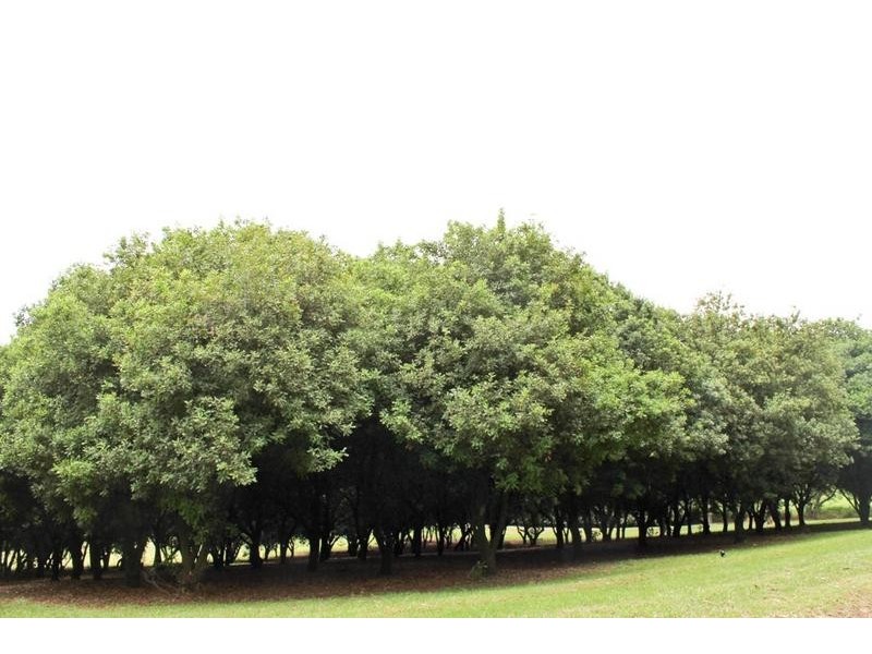 145 Fraser Road, Dunoon NSW 2480