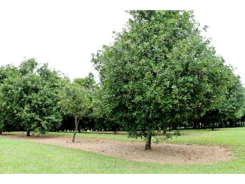 145 Fraser Road, Dunoon NSW 2480