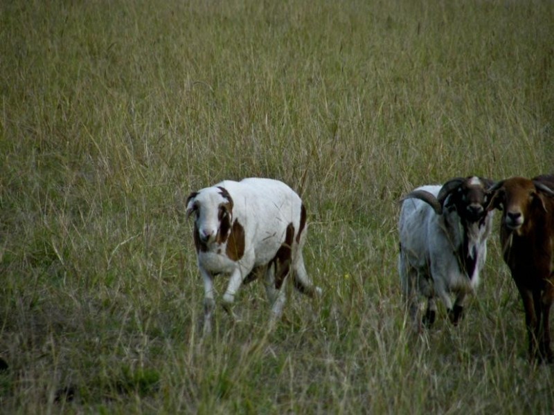 150 Tomki-Bight Road, Greenridge NSW 2471