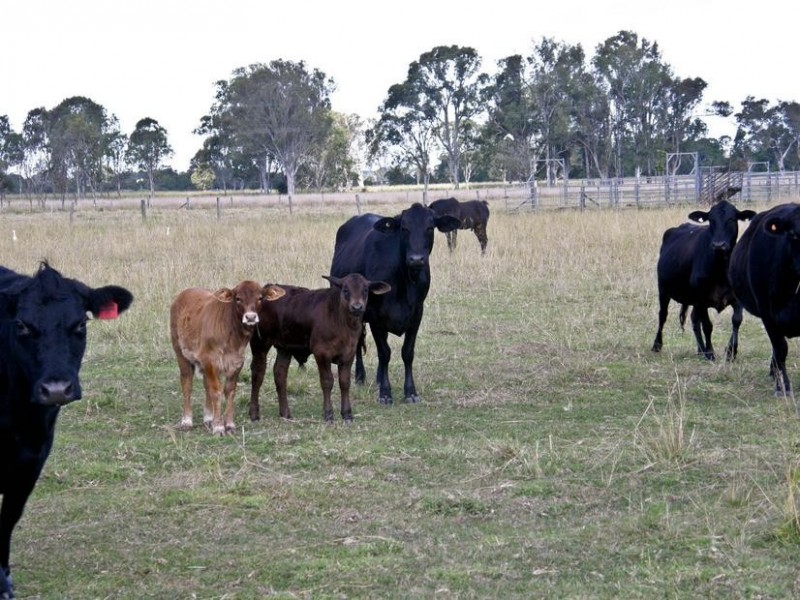 150 Tomki-Bight Road, Greenridge NSW 2471