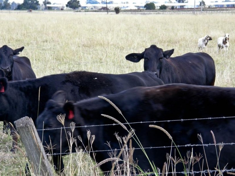 150 Tomki-Bight Road, Greenridge NSW 2471