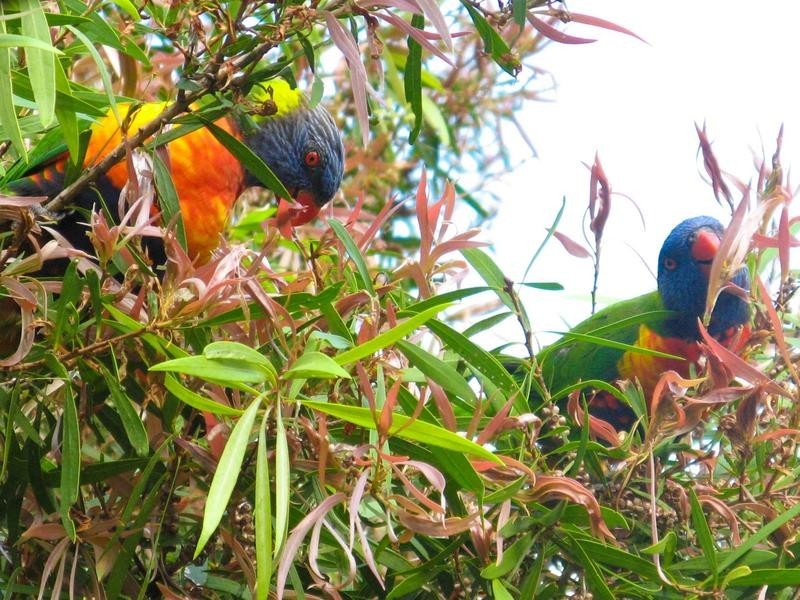 2 Basil Road, Nimbin NSW 2480