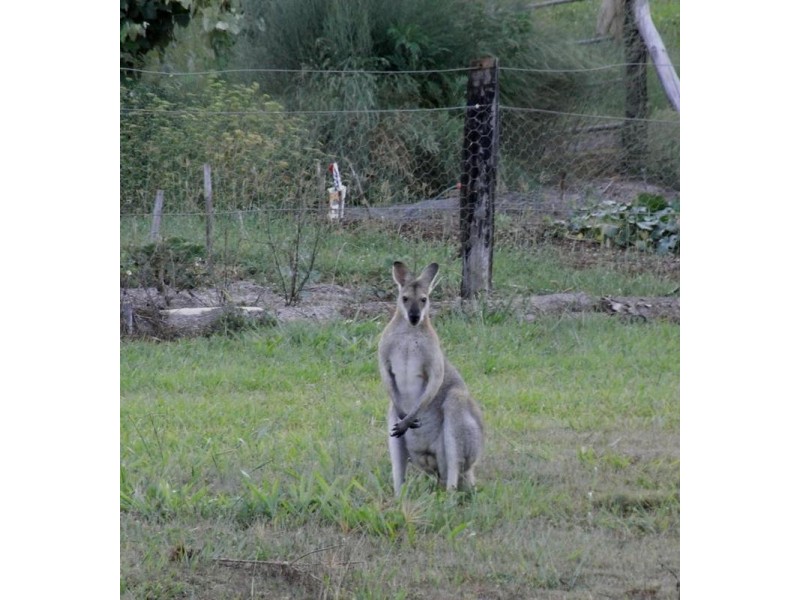 2205 Dunoon Road, Dorroughby NSW 2480