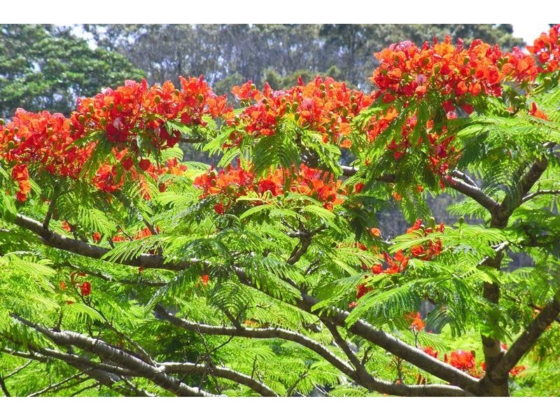 2205 Dunoon Road, Dorroughby NSW 2480