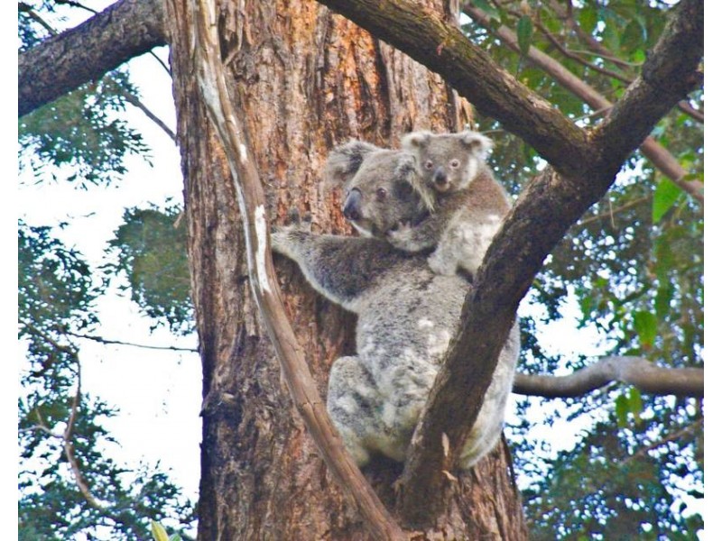 2205 Dunoon Road, Dorroughby NSW 2480