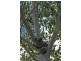 115 Hazlemount Lane, Tuckurimba NSW 2480