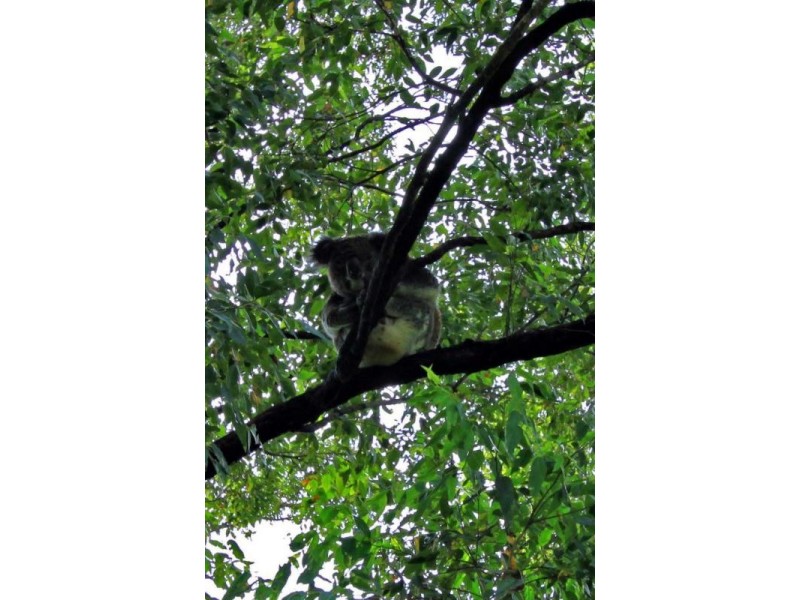 76 James Road, Goonellabah NSW 2480