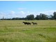 Codrington NSW 2471