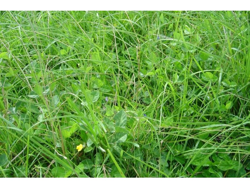 250 Upper Stratheden Road, Stratheden NSW 2470