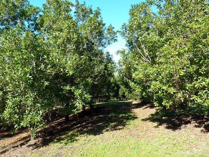 403 Fredericks Road, Caniaba NSW 2480