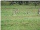 Spring Grove NSW 2470