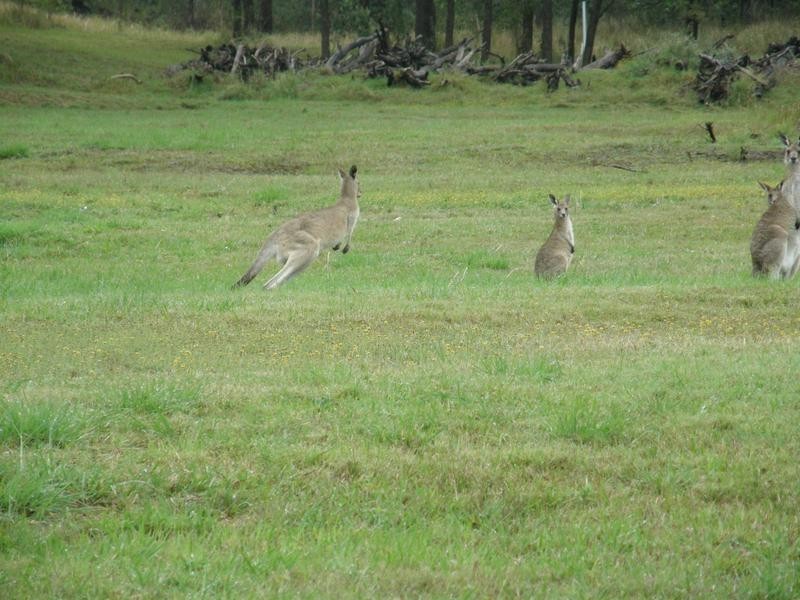 Spring Grove NSW 2470