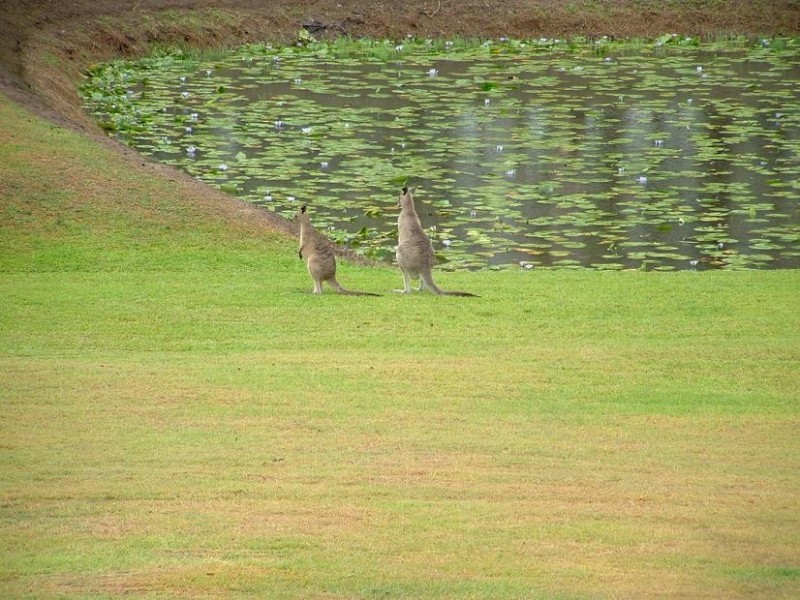 24 Te Araowa Drive, North Casino NSW 2470